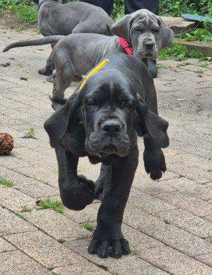 Les chiots de Dogue allemand