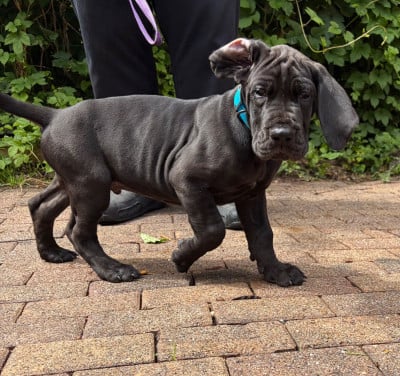 Les chiots de Dogue allemand