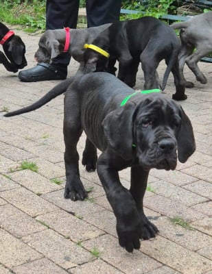 Les chiots de Dogue allemand