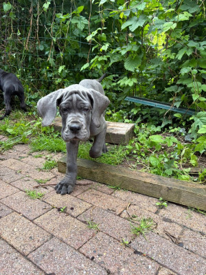 Les chiots de Dogue allemand