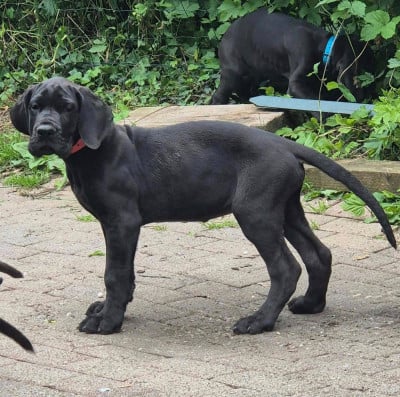 Les chiots de Dogue allemand