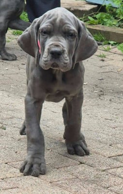 Les chiots de Dogue allemand