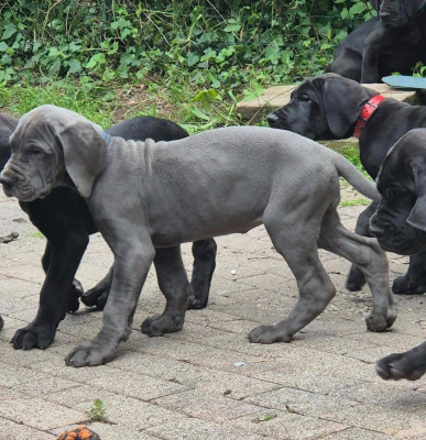 Les chiots de Dogue allemand