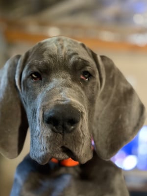 Les chiots de Dogue allemand