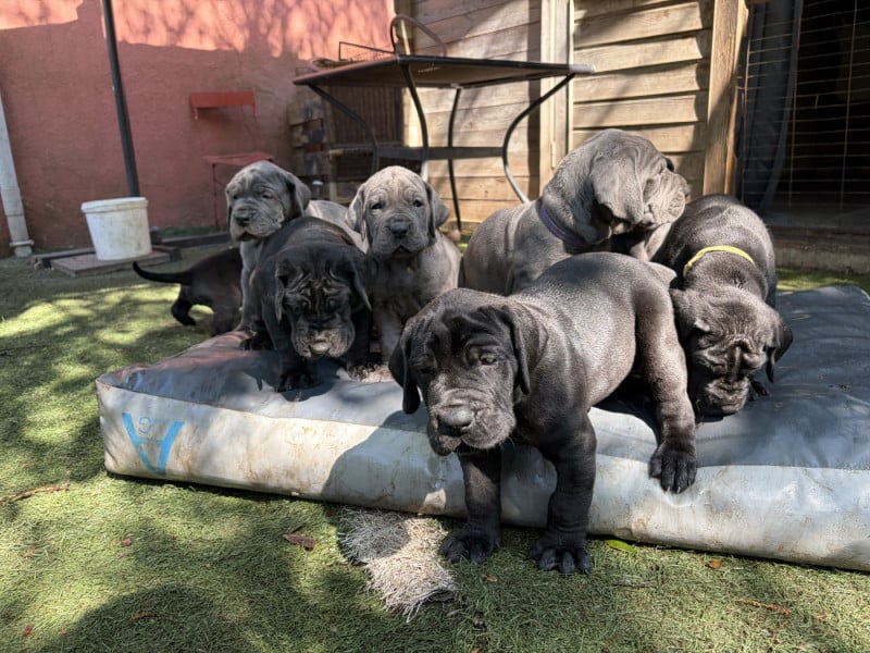 Dogue allemand - Des Hobereaux De La Zorn