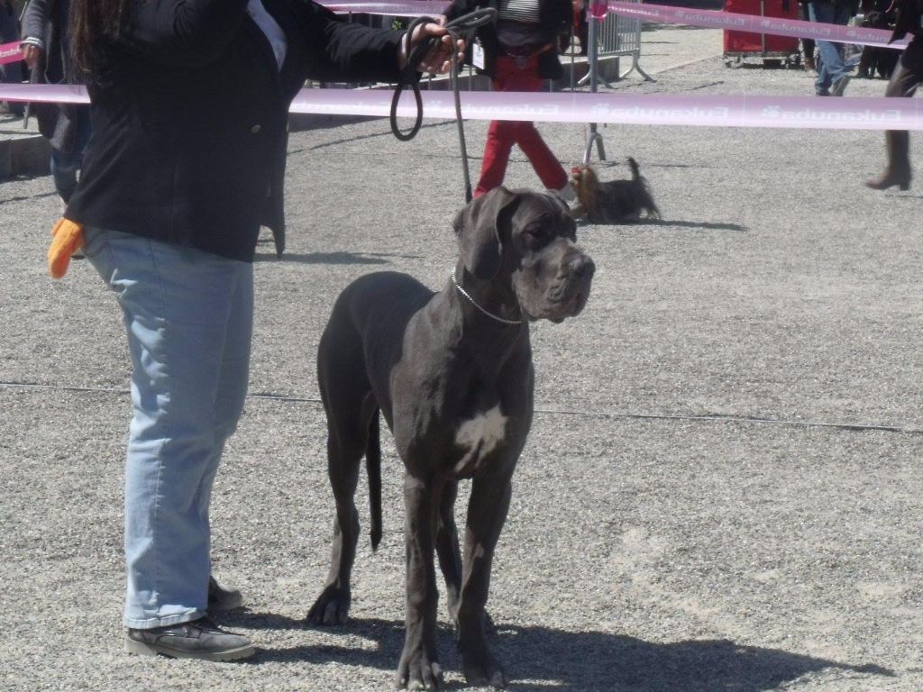 Mikki Des Hobereaux De La Zorn - Classe Puppy 1ere TP RH