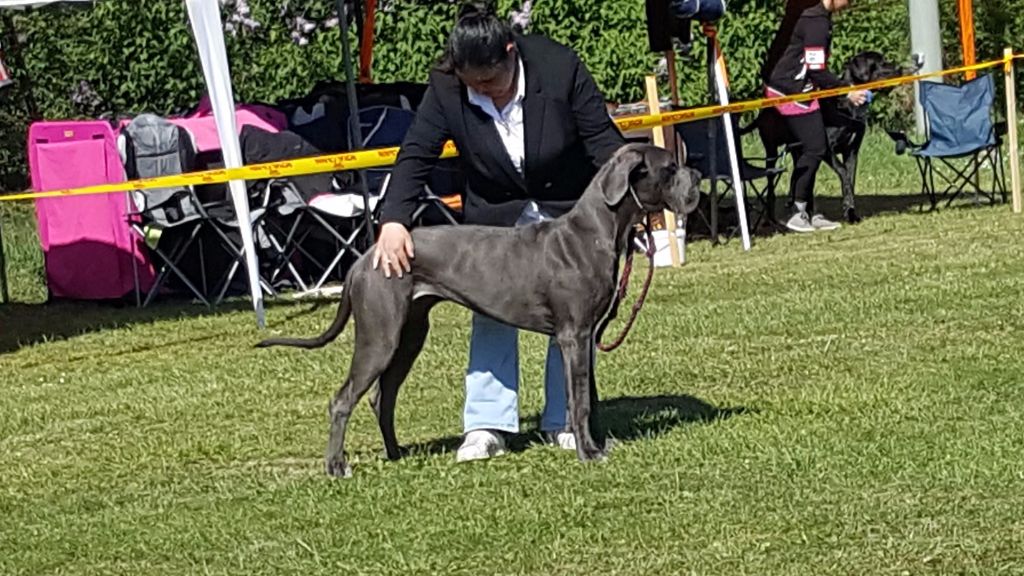 Mikki Des Hobereaux De La Zorn - 1ER TP RH