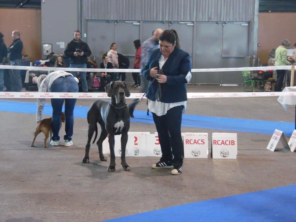 Mikki Des Hobereaux De La Zorn - 2 EME EXC RCAC RCACIB