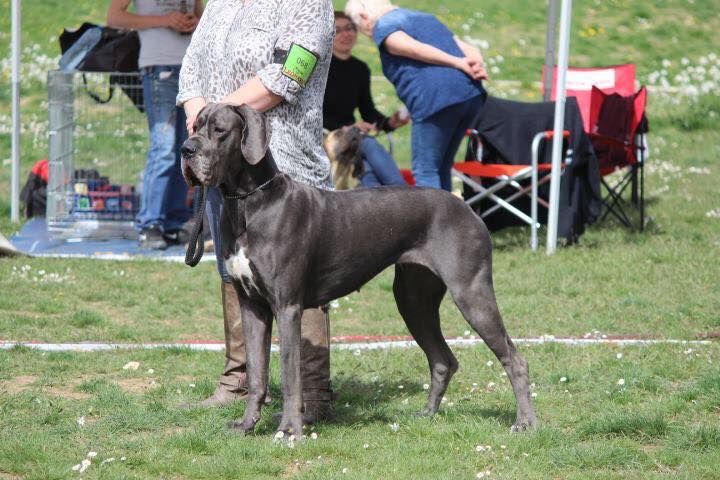 Mikki Des Hobereaux De La Zorn - 2 EME EXC