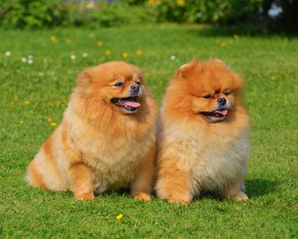 Accueil Elevage Des Loulou De Pomeranie eleveur de chiens Spitz allemand Accueil Elevage Des Loulou De Pomeranie eleveur de chiens Spitz allemand