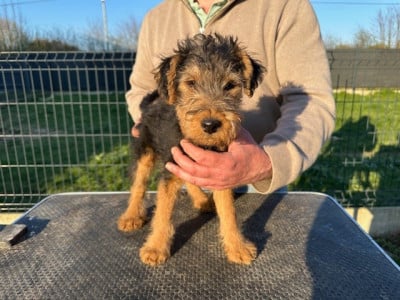 Les chiots de Welsh Terrier