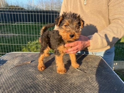 Les chiots de Welsh Terrier