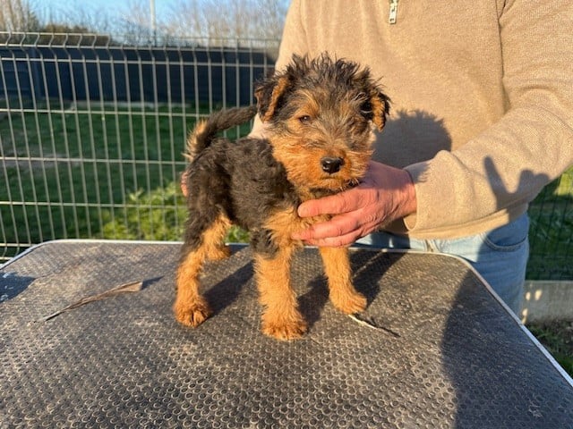 Welsh Terrier - Des Petites Fagnes