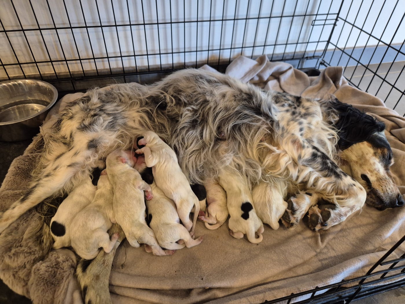 Chiot Setter Anglais