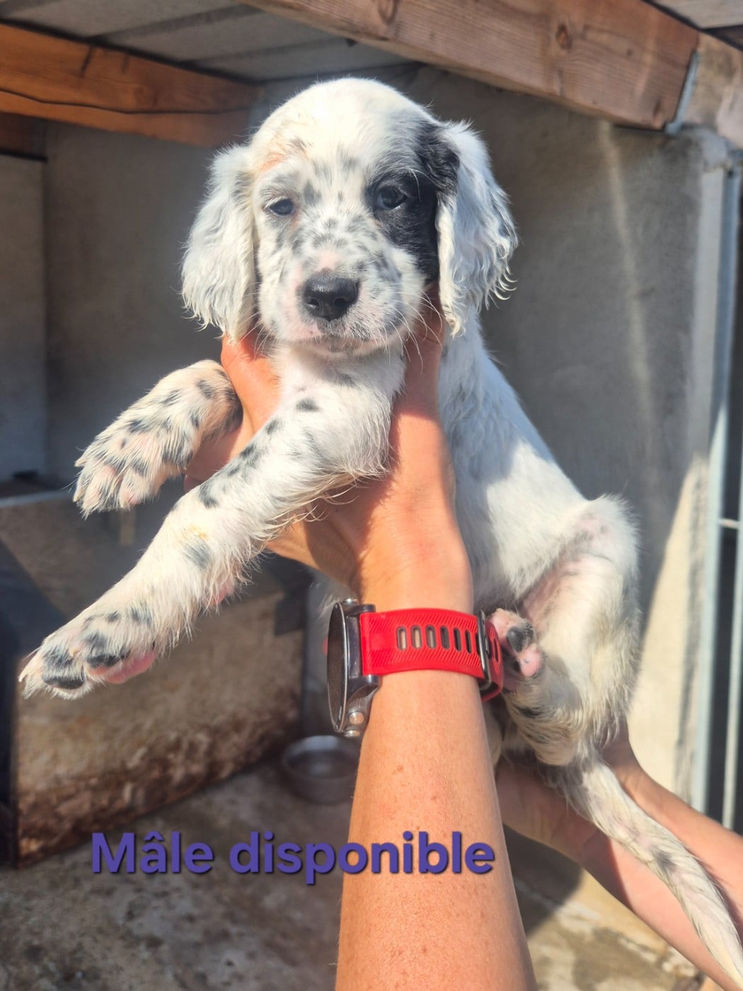 Chiot N°5 - Setter Anglais