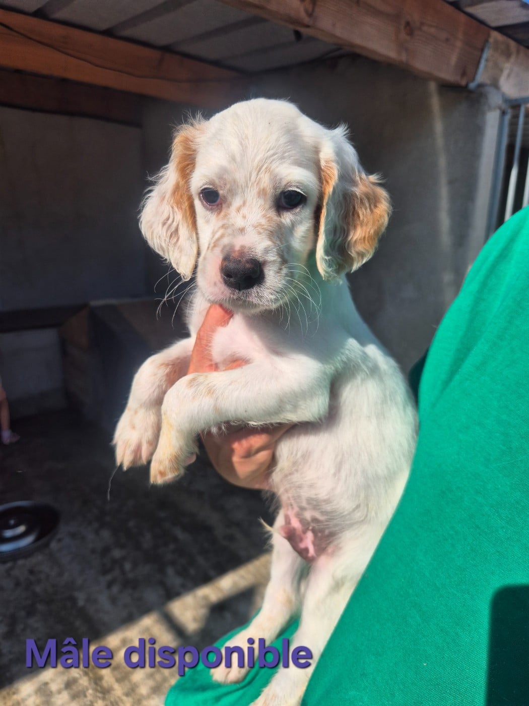Chiot N°1 - Setter Anglais