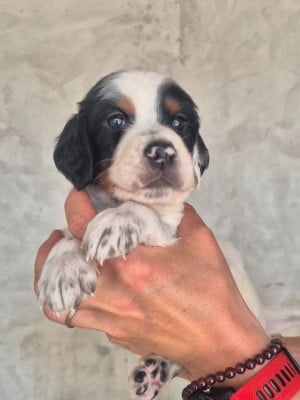 Les chiots de Setter Anglais