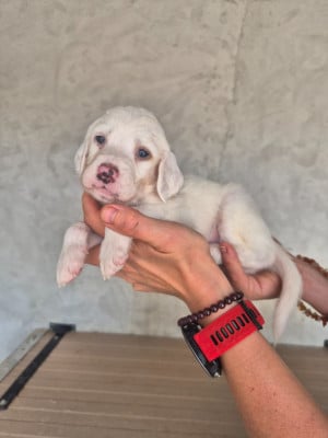 Les chiots de Setter Anglais