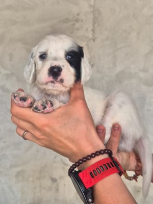 Les chiots de Setter Anglais