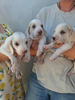 Chiot N°2 - Porcelaine