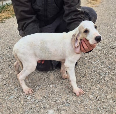 Les chiots de Porcelaine
