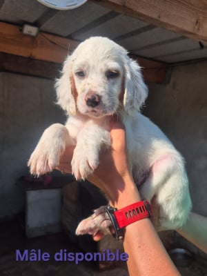 Les chiots de Setter Anglais