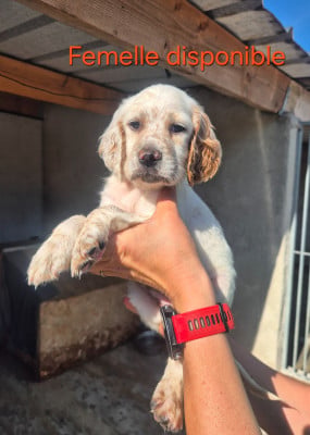 Les chiots de Setter Anglais