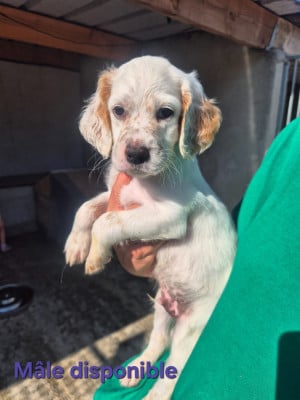 Les chiots de Setter Anglais