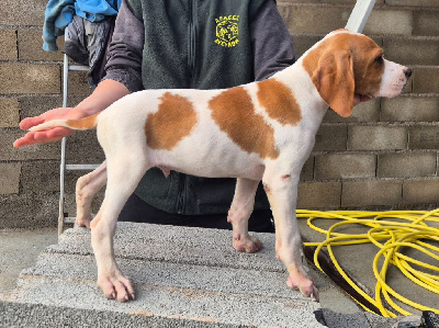 Les chiots de Pointer