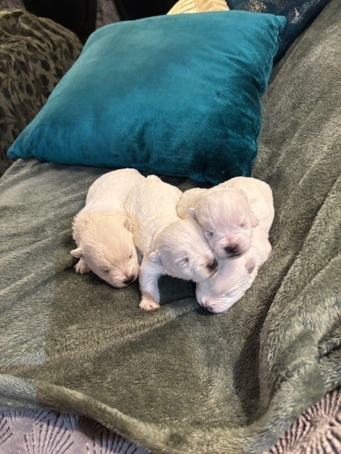 West Highland White Terrier - just for me