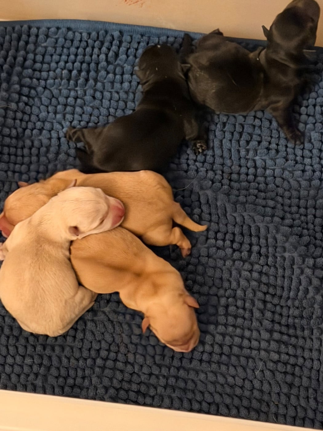 CHIOT 1 froment caramel - Scottish Terrier