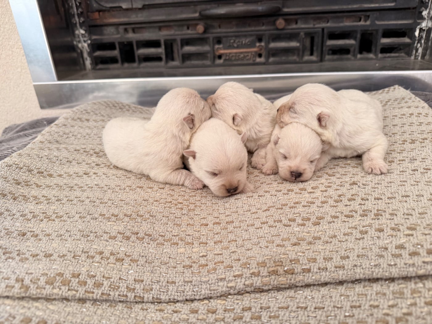 West Highland White Terrier - just for me