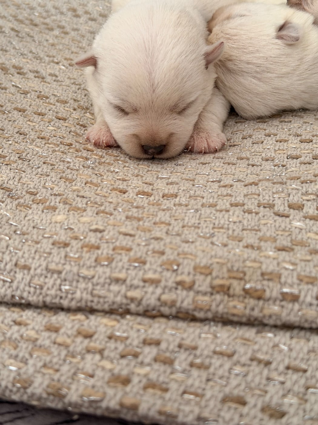Chiot N°1 - West Highland White Terrier