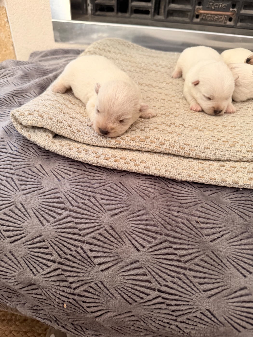 Chiot N°3 - West Highland White Terrier