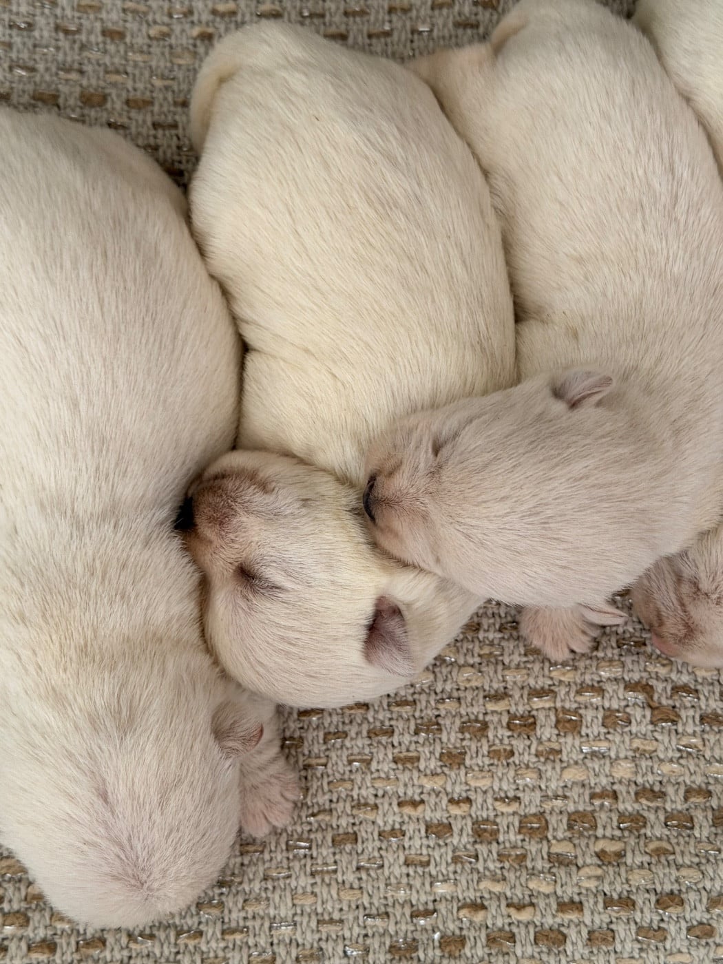 Chiot N°5 - West Highland White Terrier