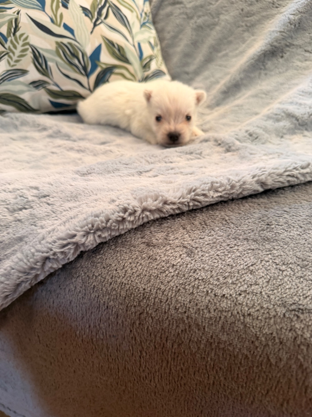 Biscuit