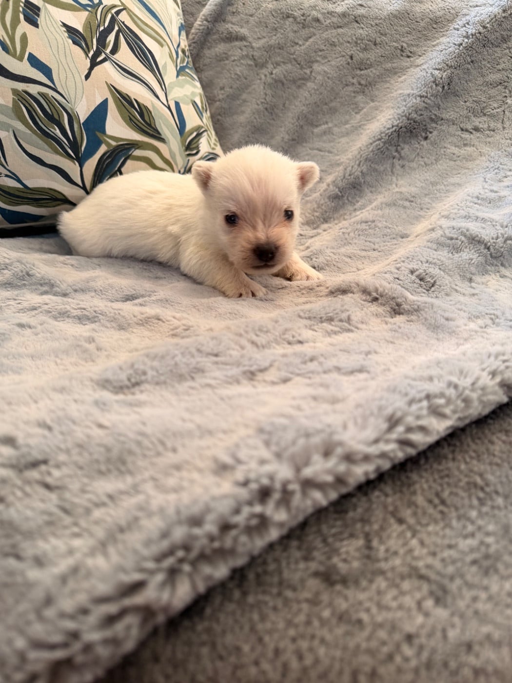 Biscuit