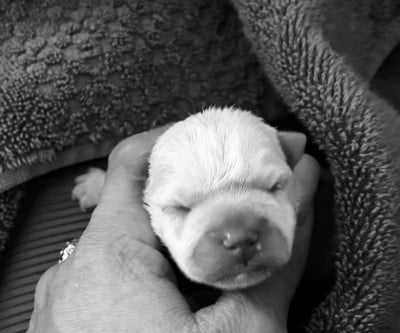 Les chiots de West Highland White Terrier