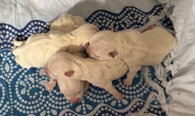 Les chiots de West Highland White Terrier
