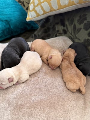 CHIOT 2 noire - Scottish Terrier