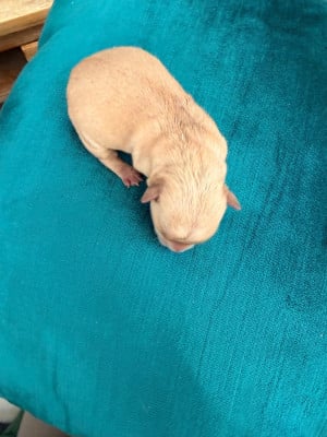 CHIOT 4 froment caramel - Scottish Terrier