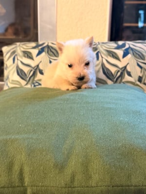 Les chiots de Scottish Terrier