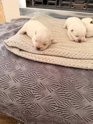 Les chiots de West Highland White Terrier