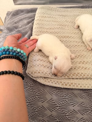 Les chiots de West Highland White Terrier