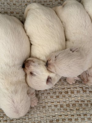 Les chiots de West Highland White Terrier