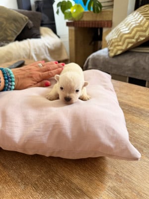 Les chiots de West Highland White Terrier