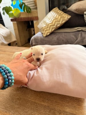 Les chiots de West Highland White Terrier