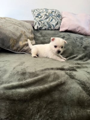 Les chiots de West Highland White Terrier