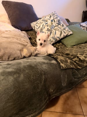 Les chiots de West Highland White Terrier