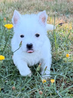 Les chiots de West Highland White Terrier